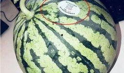 网红吃瓜是什么意思,揭秘网络红人热衷的娱乐现象